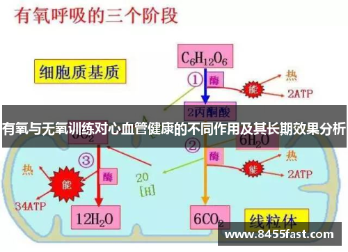有氧与无氧训练对心血管健康的不同作用及其长期效果分析